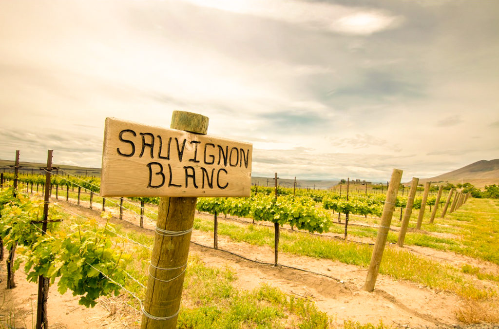 5 coisas que você não sabia sobre a Sauvignon Blanc